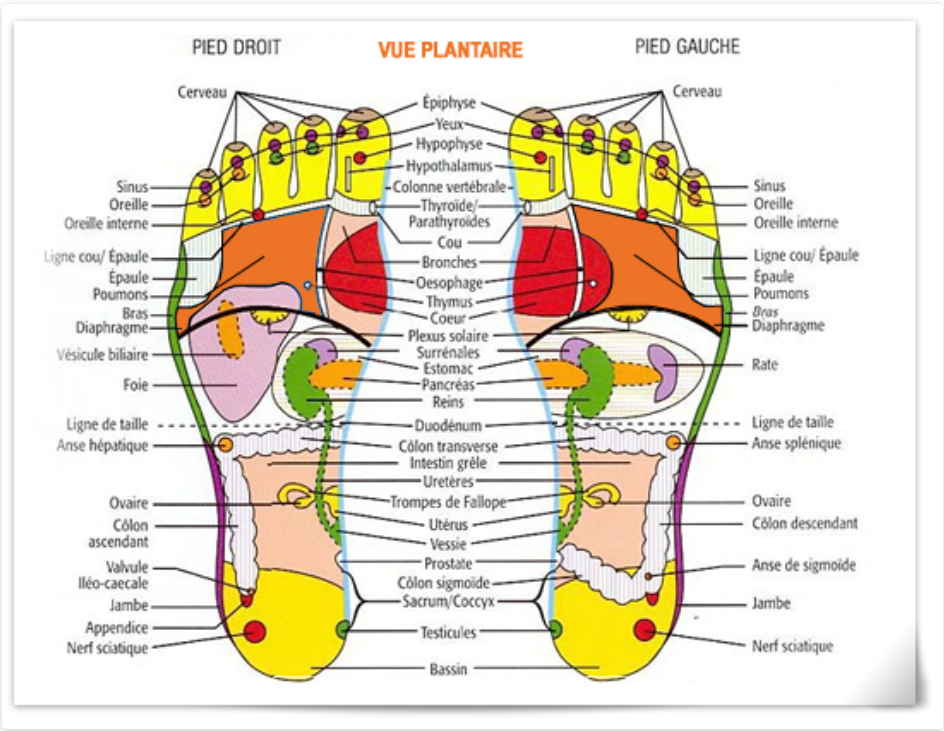 credit reflexologie-plantaire-Proformed